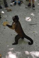 Île Royal - Kappuzineraffe