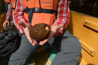 Crique Gabrielle - wilder Kakao