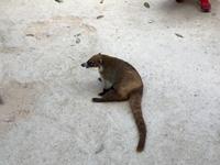 Nasenbär Tulum