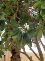 National-und Palastmuseum in Al Ain