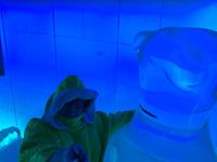 Icebar mit Eisbär