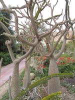 En Gedi_5