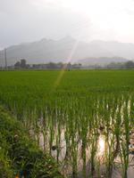 Mai Chau: Reisfelder