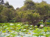 Tra Su: Bootsfahrt im Mangrovenwald