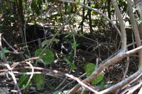 Corcovado Nationalpark