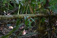 Nationalpark Corcovado