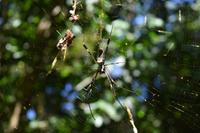 Nationalpark Corcovado