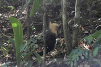 Nationalpark Manuel Antonio