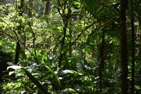 Arenal Volcano National Park