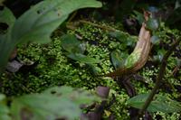 Arenal Volcano National Park