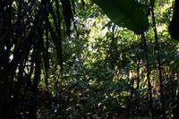 Urwald? Nein, eine frühere Kakaoplantage