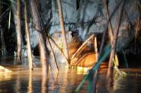 Wasserschwein (Capibara, Chigüire)