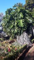 Funchal - Botanischer Garten