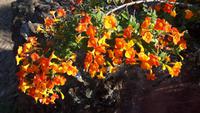 Funchal - Botanischer Garten