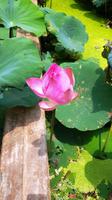 Eine Lotosblume