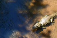 Iguazu-Wasserfälle (Argentinien) - Begegnung mit der einheimischen Fauna