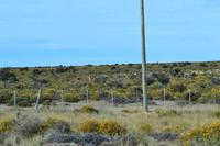 Guanacas auf der Halbinsel Valdes