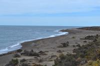 Halbinsel Valdes - Seelöwen am Punta Norte