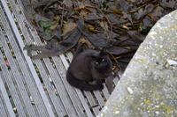 Falklandinseln - Spaziergang durch Stanley