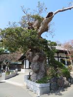 Kamakura