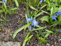 Hurtigrute, Frühling in Bergen