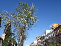 Spaziergang durch den Plaza España in Sevilla (18)