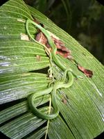 Palmen Pit Viper
