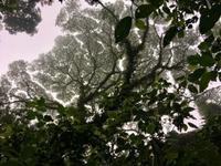 Brokolibaum