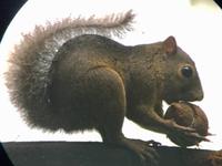 das Eichhoernchen