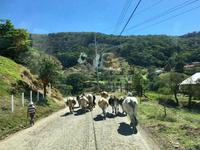 auf der Strasse nach Punt Arenas Costa Rica