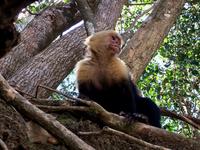 Chef-Kapuzineraeffchen