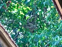 ein Faultier mit Baby  Suchbild