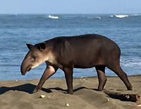 WOW    ein Tapir
