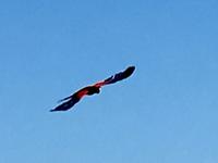 ein roter Macaw 