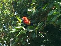 Roter Macaw