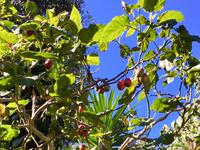 Tomatenbaum (der Saft davon ist koestlich)