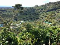 Kaffee wohin man schaut