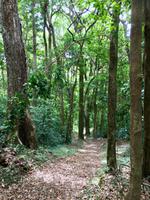 Waldweg = Lebenweg