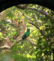 Quetzal 5 von 5