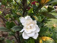 Gardenia
