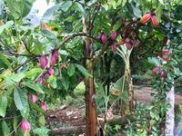 Kakaonuesse am Baum