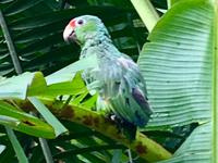 Rotstirn Papagai