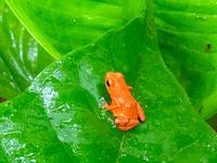 Roter Pfeilgiftfrosch keine Puenktchen