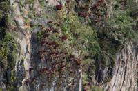 Bromelien in der steilen Felswand 