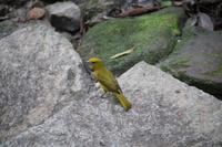 Vogel in Machu Picchu