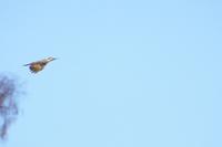 Specht im Flug