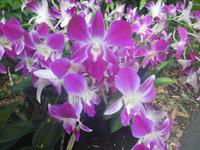 Orchideengarten Singapur
