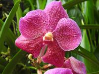 Orchideengarten Singapur