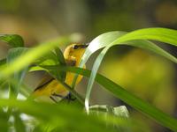 Vögelchen - Orchideengarten Singapur