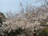 Kirschblüte